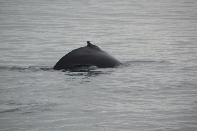 husavik-baleines (53)