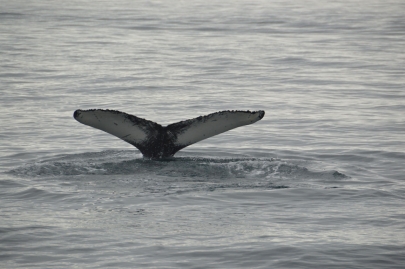 husavik-baleines (56)