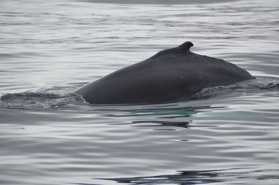 husavik-baleines (63)